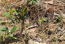Impact Project Image